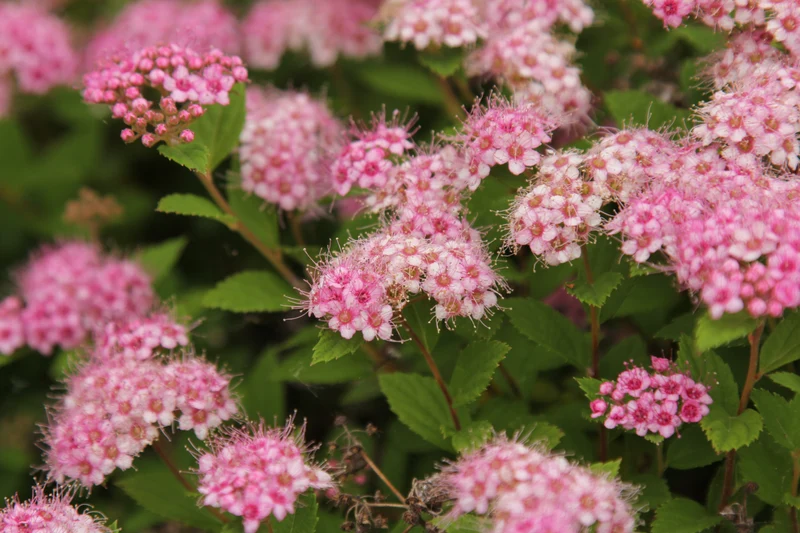 Spirée du Japon ‘Little Princess’ ( Spiraea japonica ‘Little Princess’)