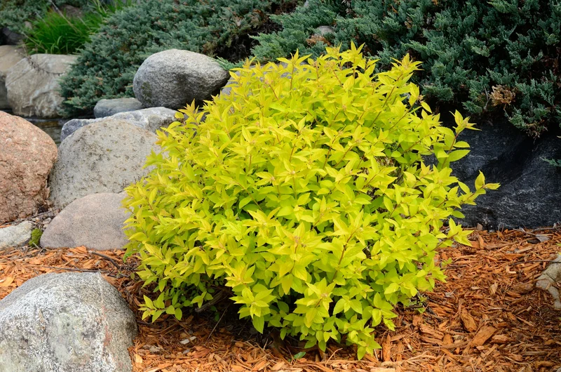 Spirée du Japon ‘Goldmound’ ( Spiraea japonica ‘Goldmound’)
