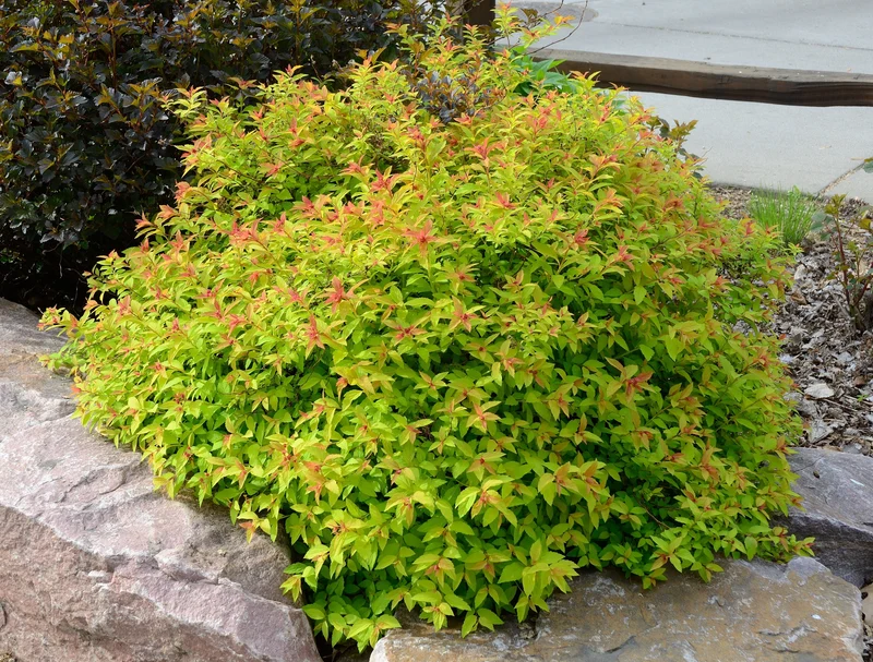 Spirée du Japon ‘Goldflame’ ( Spiraea japonica ‘Goldflame’)