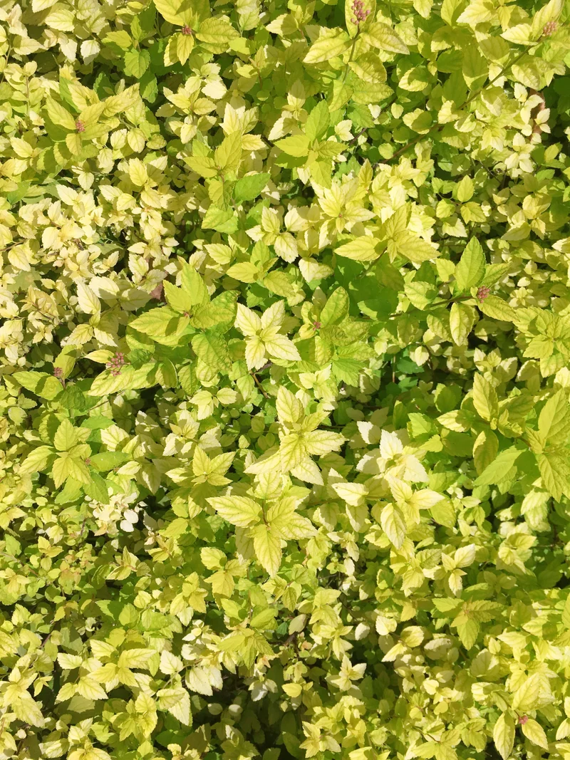 Spirée du Japon ‘Golden Elf’ ( Spiraea japonica ‘Golden Elf’)