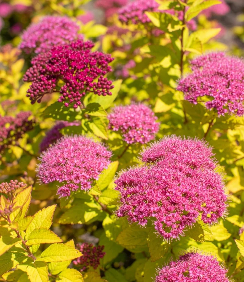 Spirée du Japon ‘Empire Northern Light’ ( Spiraea japonica ‘Empire Northern Light’)