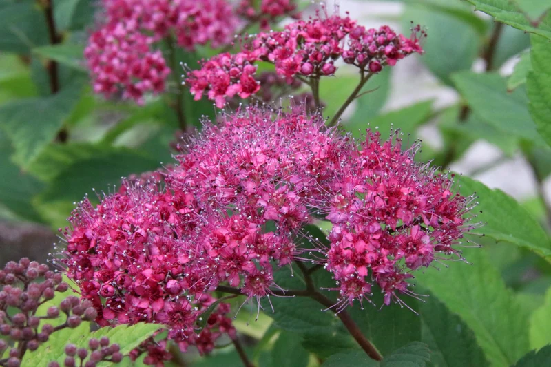 Spirée du Japon ‘Dart's Red’ ( Spiraea japonica ‘Dart's Red’)