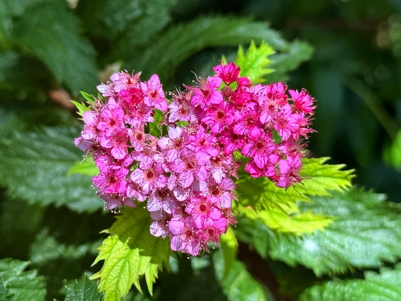 Spirée du Japon frisée ‘Crispa’ ( Spiraea japonica ‘Crispa’)