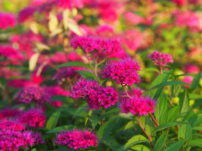 Spirée du Japon ‘Anthony Waterer’ ( Spiraea japonica ‘Anthony Waterer’)