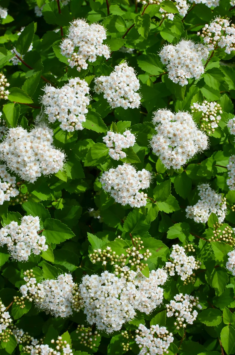 Spirée à feuilles de bouleau ‘Thor’ ( Spiraea betulifolia ‘Thor’)