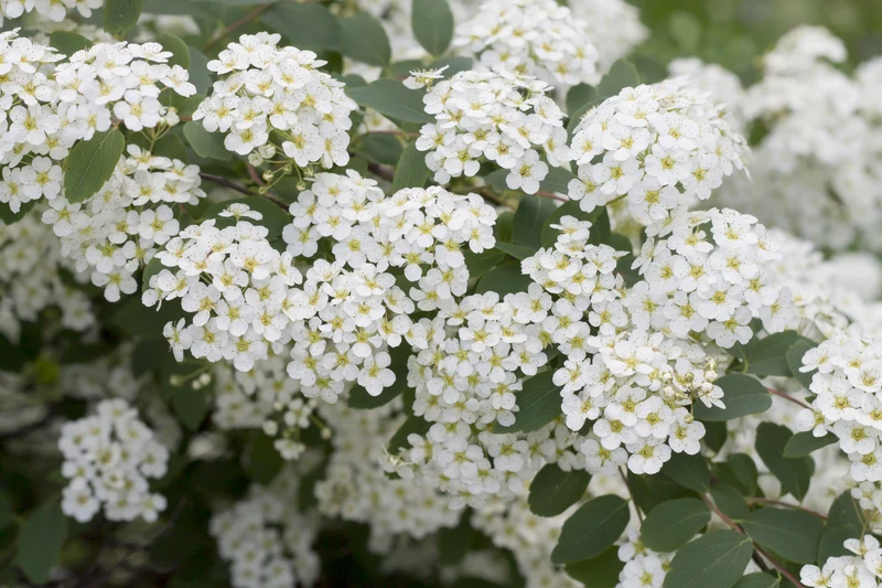 Spirée cendrée ‘Grefsheim’ ( Spiraea × cinerea ‘Grefsheim’)