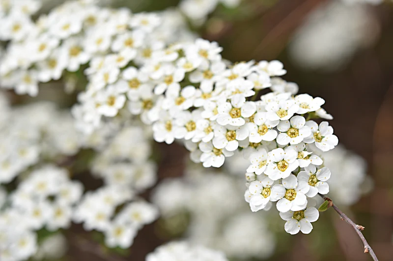 Spirée de printemps ‘Graciosa’ ( Spiraea × arguta ‘Graciosa’)
