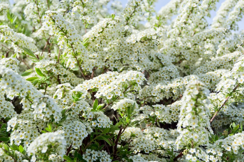 Spirée de printemps ‘Compacta’ ( Spiraea × arguta ‘Compacta’)