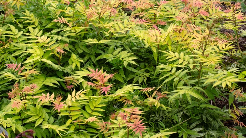 Fausse spirée ‘Sem’ ( Sorbaria sorbifolia ‘Sem’)