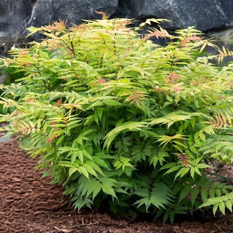 Fausse spirée ‘Cherry On Top’ ( Sorbaria sorbifolia ‘Cherry On Top’)