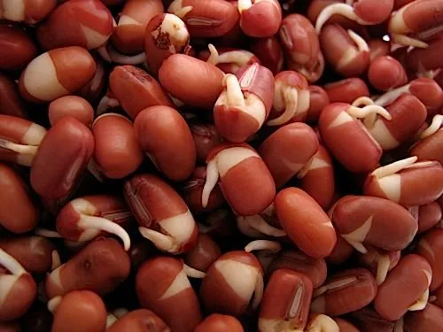 Haricot adzuki rouge à germer (Vigna angularis)