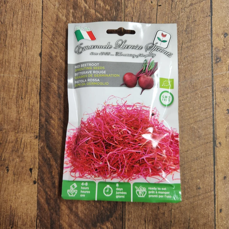 Betterave rouge à germer (Beta vulgaris)