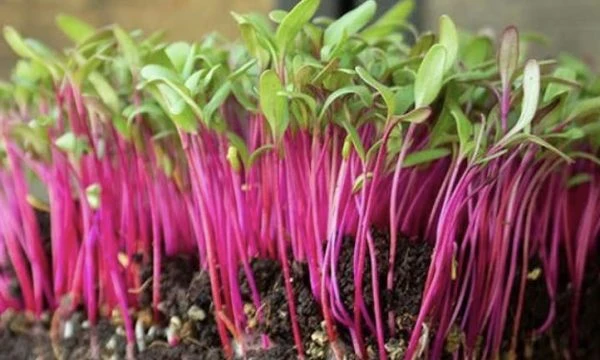 Betterave rouge à germer (Beta vulgaris)