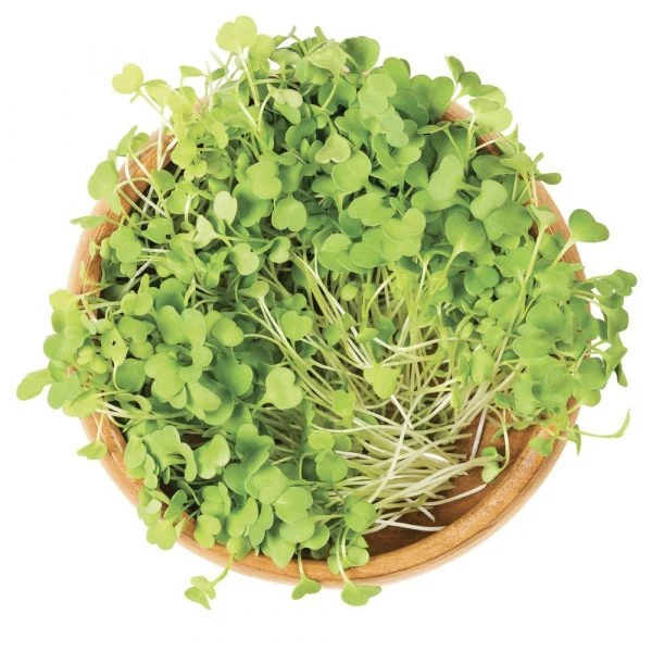 Lin à germer (Linum usitatissimum)