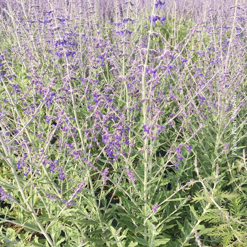 Sauge de Russie ‘Little Spire’ (Perovskia atriplicifolia 'Little Spire')