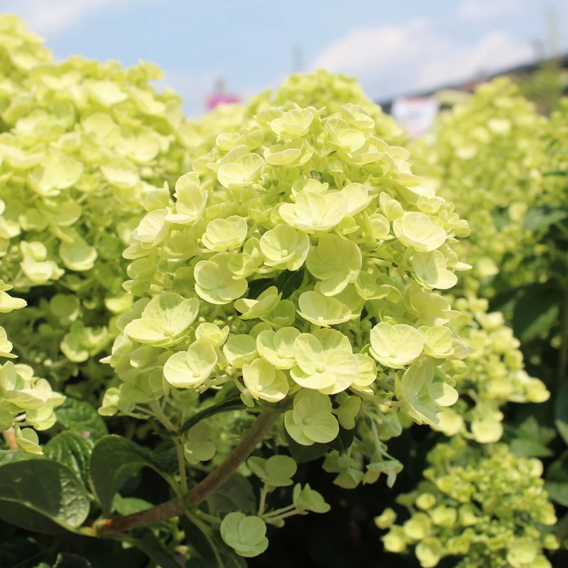 Hortensia paniculé ‘Tiny Quick Fire’ ( Hydrangea paniculata ‘Tiny Quick Fire’)