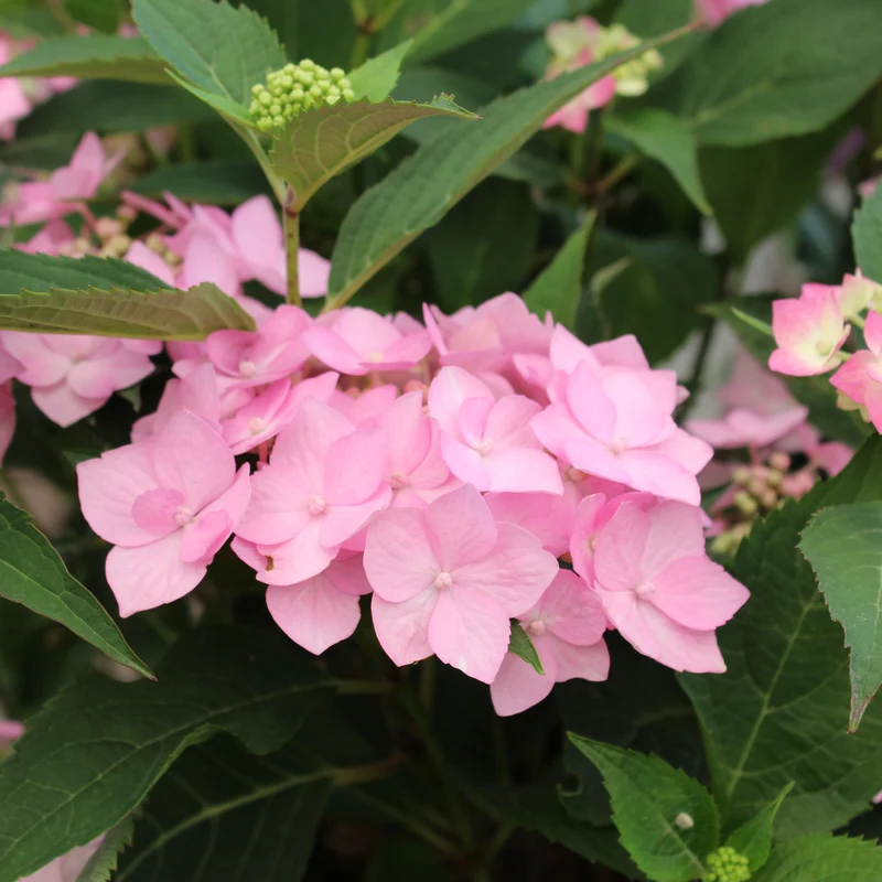 Hortensia ‘Let’s Dance Can Do!’ ( Hydrangea macrophylla × serrata ‘Let’s Dance Can Do!’)