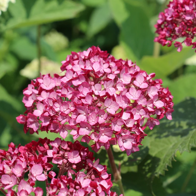 Hortensia ‘Invincibelle Mini Mauvette’ ( Hydrangea arborescens ‘Invincibelle Mini Mauvette’)