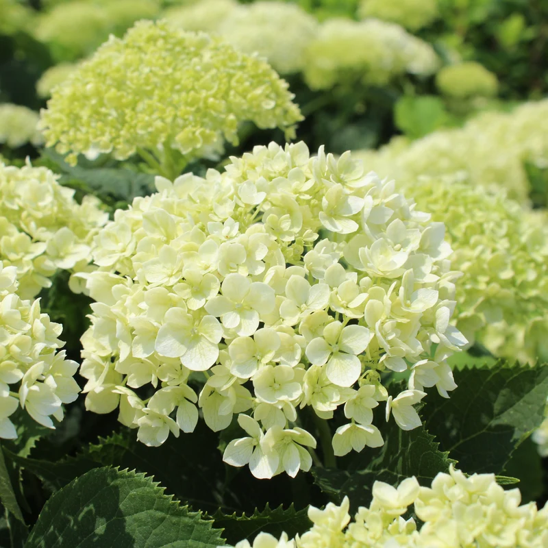 Hortensia à feuilles lisses ‘Invincibelle Limetta’ ( Hydrangea arborescens ‘Invincibelle Limetta’)
