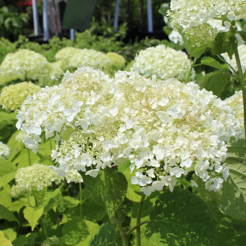 Hortensia ‘Incrediball’ ( Hydrangea arborescens ‘Incrediball’)