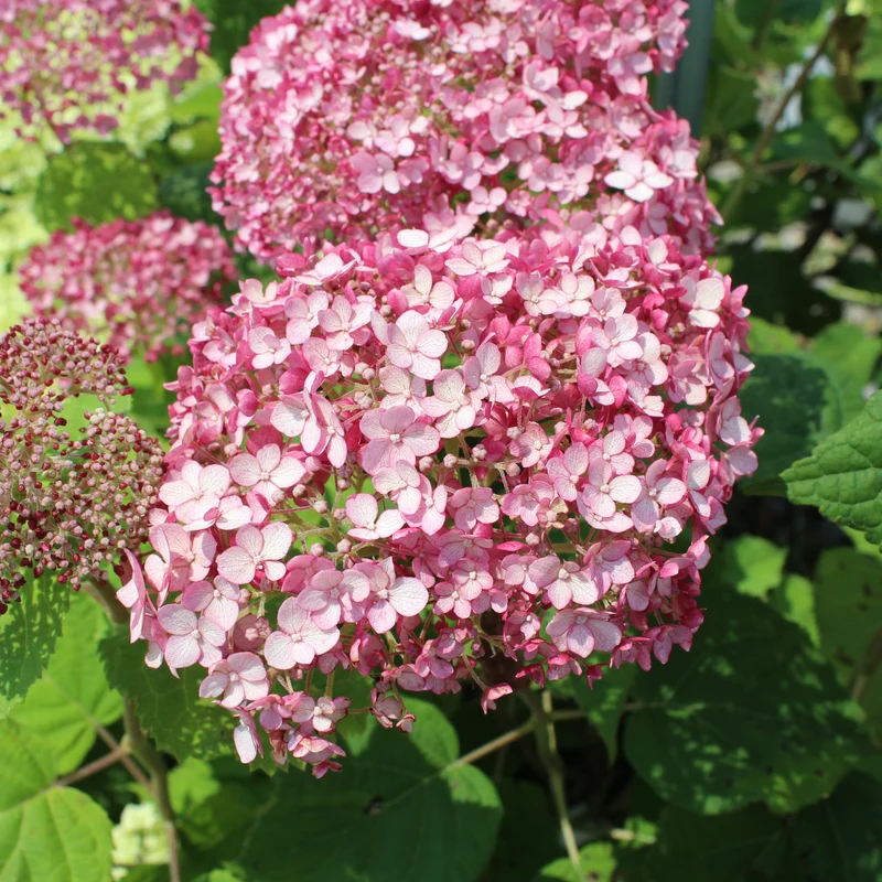 Hortensia “Incrediball Blush” ( Hydrangea ‘Incrediball Blush’)