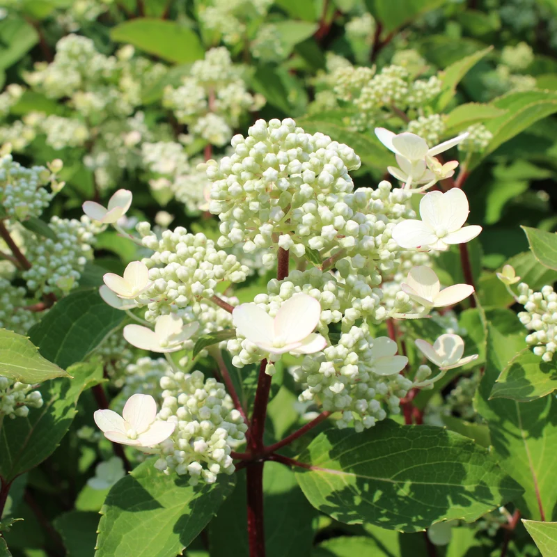Hortensia paniculé ‘Torch’ ( Hydrangea paniculata ‘Torch’)