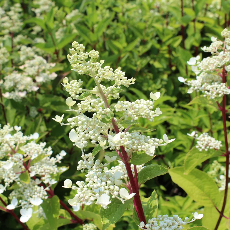 Hortensia paniculé ‘Fire and Ice’ ( Hydrangea paniculata ‘Fire and Ice’)