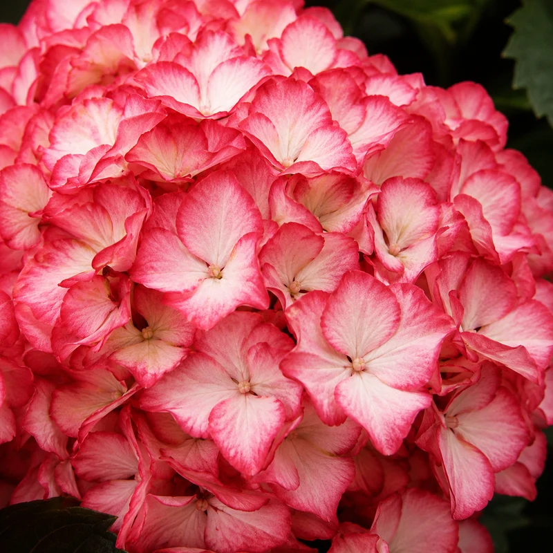 Hortensia Kimono ‘Hokomabebos’ ( Hydrangea macrophylla ‘Hokomabebos’)