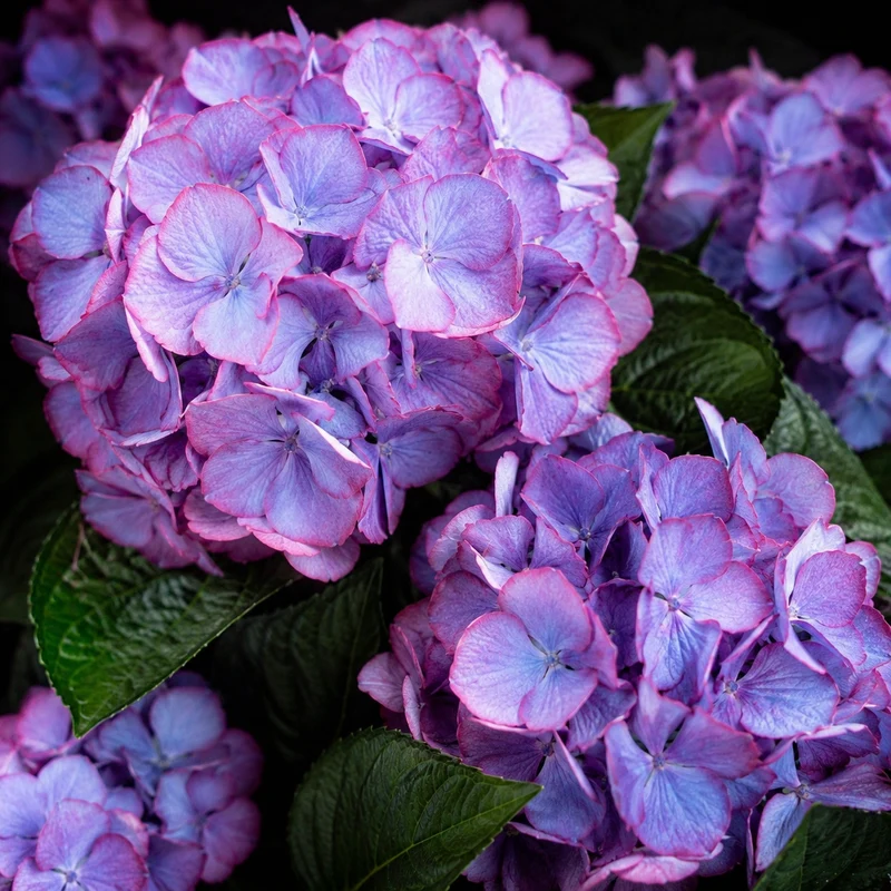 Hortensia Kimono ‘Hokomabebos’ ( Hydrangea macrophylla ‘Hokomabebos’)
