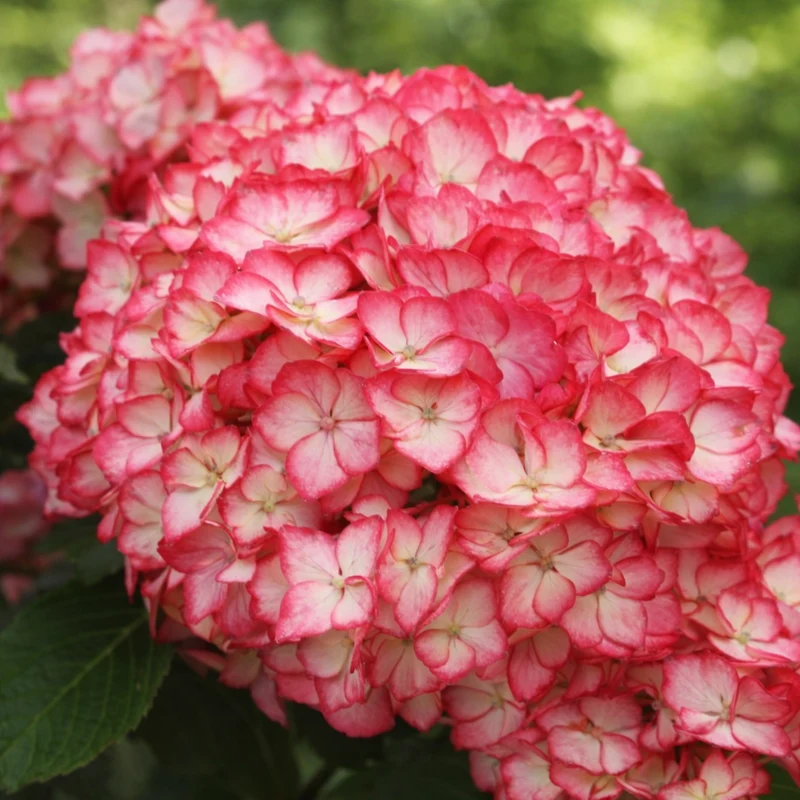 Hortensia Kimono ‘Hokomabebos’ ( Hydrangea macrophylla ‘Hokomabebos’)