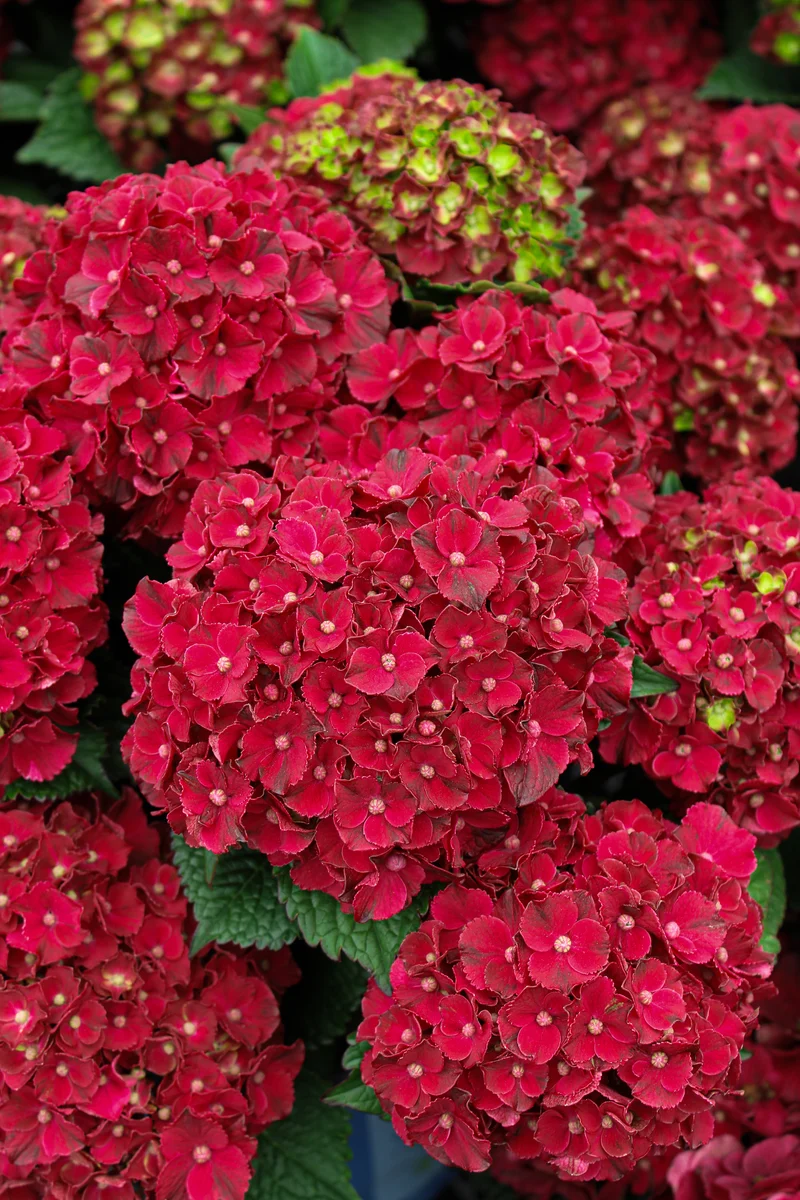 Hydrangée à grandes feuilles ‘Cherry-Go-Round’ ( Hydrangea macrophylla ‘Cherry-Go-Round’)