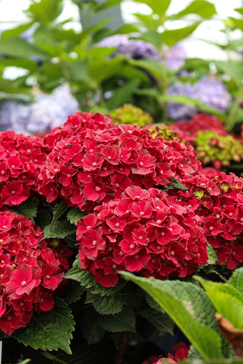 Hydrangée à grandes feuilles ‘Cherry-Go-Round’ ( Hydrangea macrophylla ‘Cherry-Go-Round’)