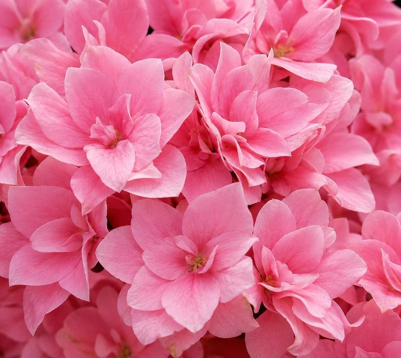 Hydrangée à grandes feuilles Starfield ‘Hortmafarfa’ ( Hydrangea macrophylla ‘Hortmafarfa’)