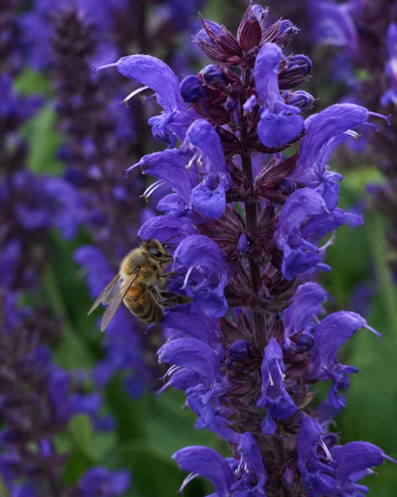 Sauge des bois ‘Noble Knight’ (Salvia nemorosa ‘Noble Knight’)