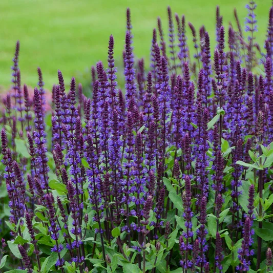 Sauge des bois ‘Noble Knight’ (Salvia nemorosa ‘Noble Knight’)
