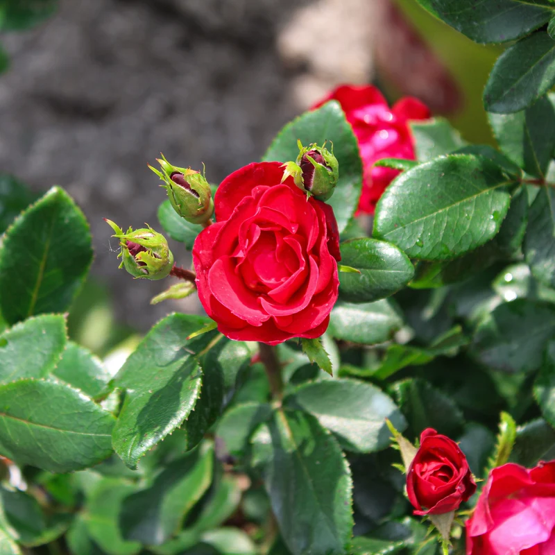 Rosier Double Knock Out rouge ( Rosa ‘Double Knock Out’)