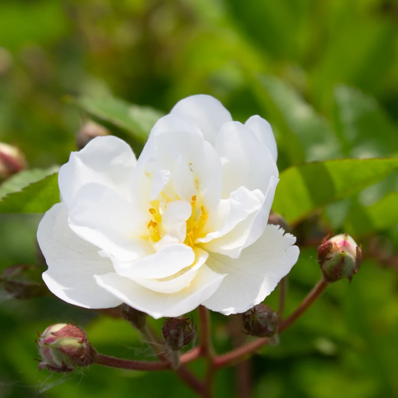 Rosier miniature ‘Gourmet Popcorn’ ( Rosa ‘Gourmet Popcorn’)
