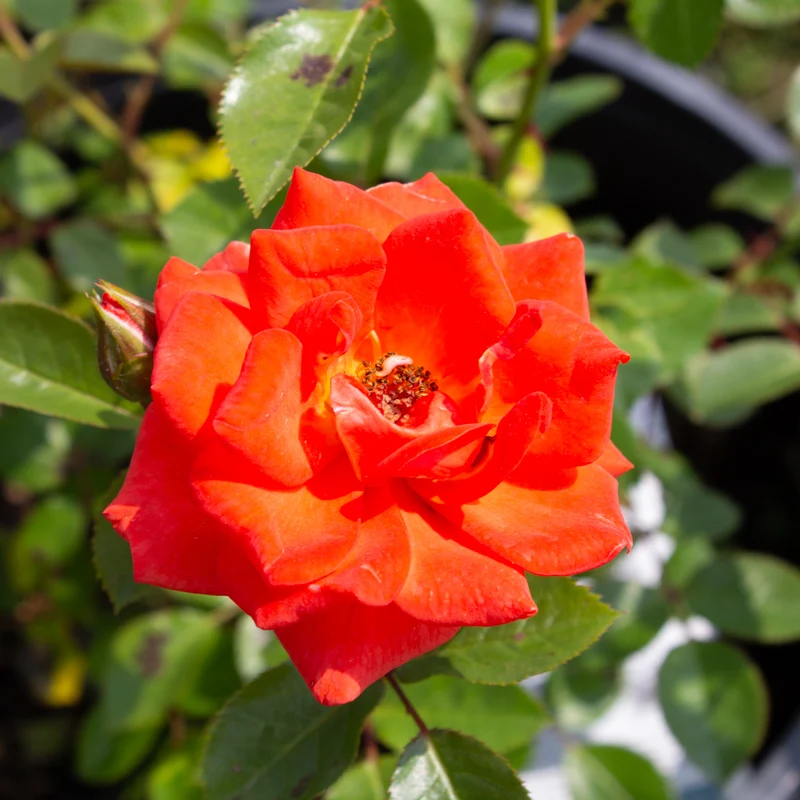 Rosier miniature ‘All A' Twitter’ ( Rosa ‘All A' Twitter’)