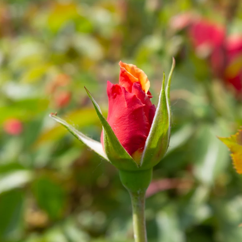 Rosier floribunda 'At Last'