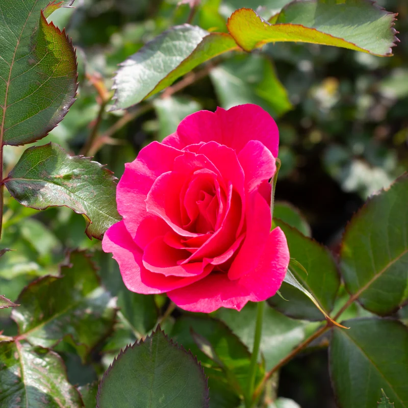 Rosier rustique ‘Aurora Borealis’ ( Rosa ‘Aurora Borealis’)