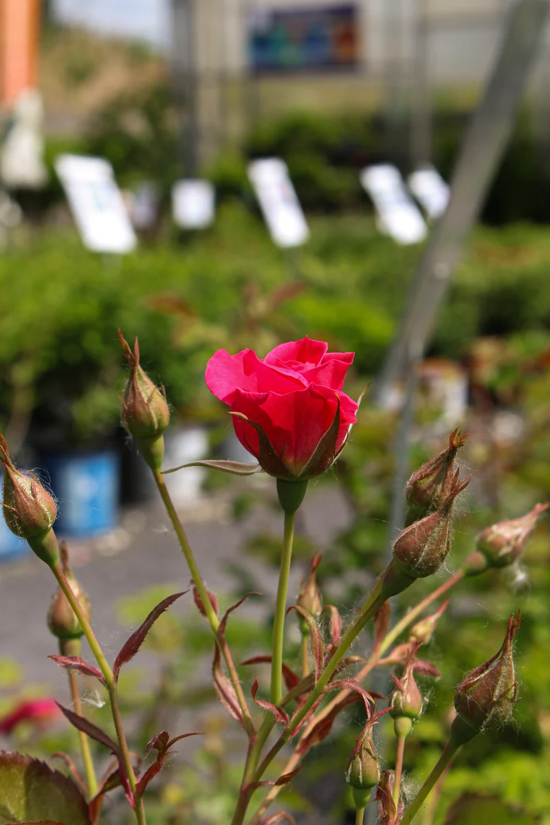 Rosier rustique ‘Aurora Borealis’ ( Rosa ‘Aurora Borealis’)