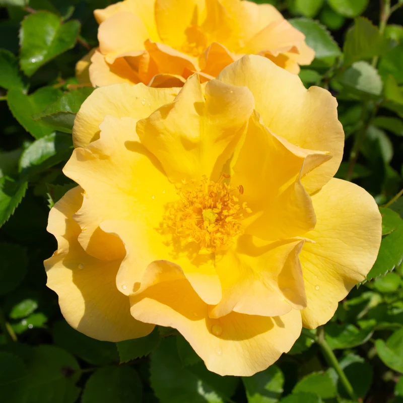 Rosier rustique 'Bill Reid'
