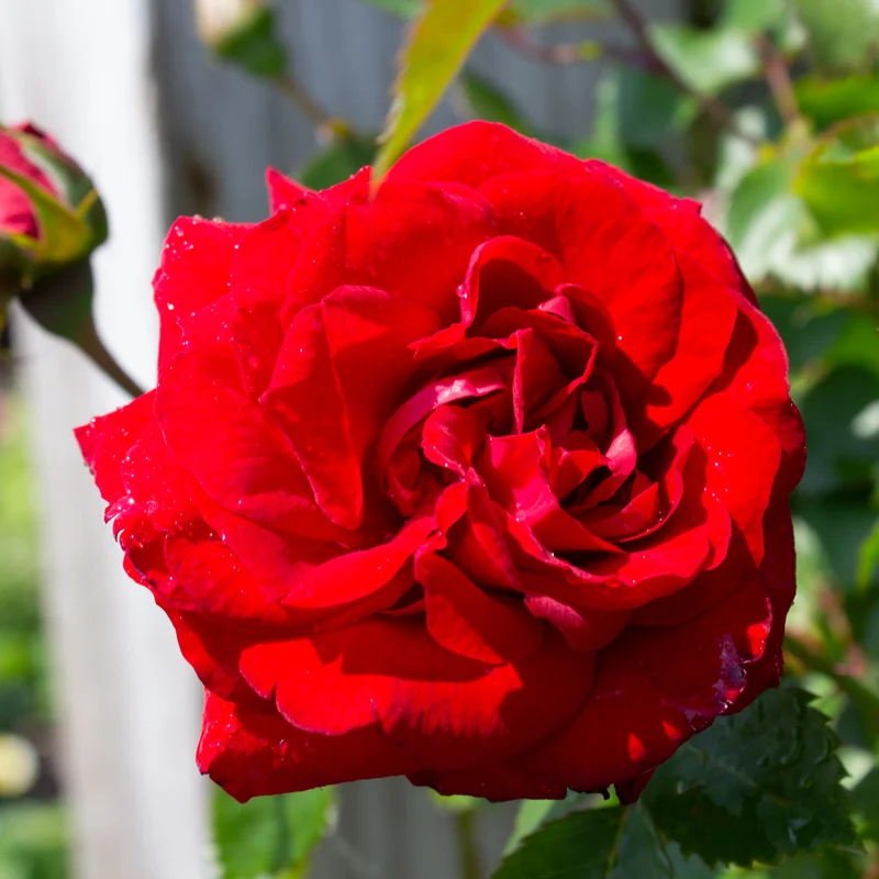 Rosier rustique 'Bouclier Canadien'