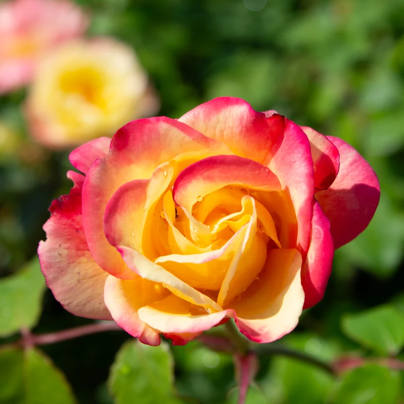 Rosier floribunda 'Campbell'