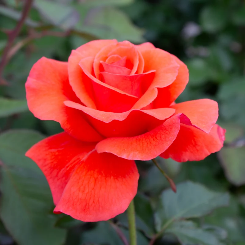 Rosier floribunda 'Candelabra'