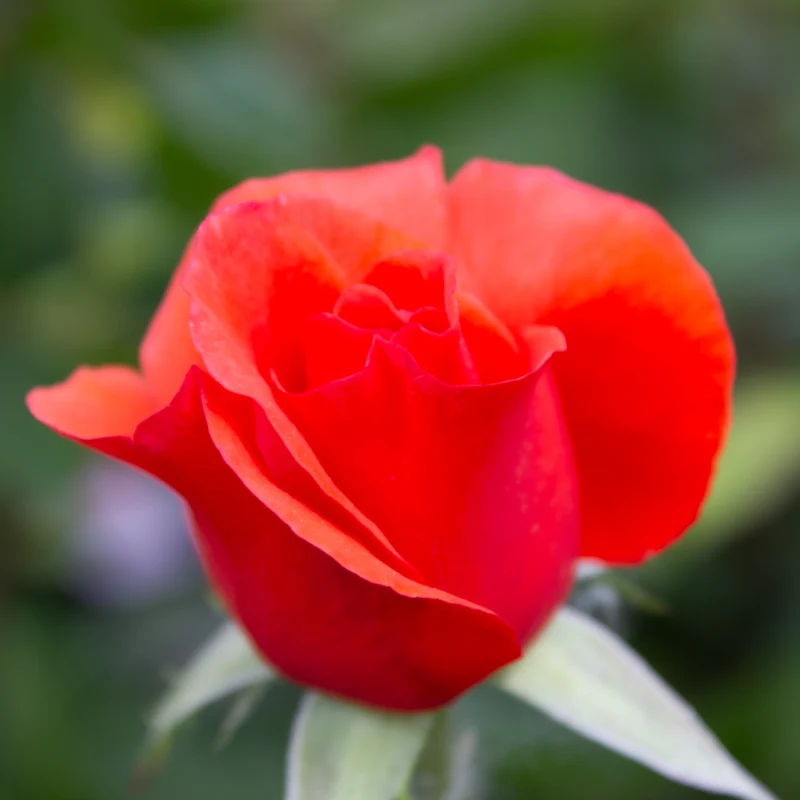 Rosier floribunda 'Candelabra'
