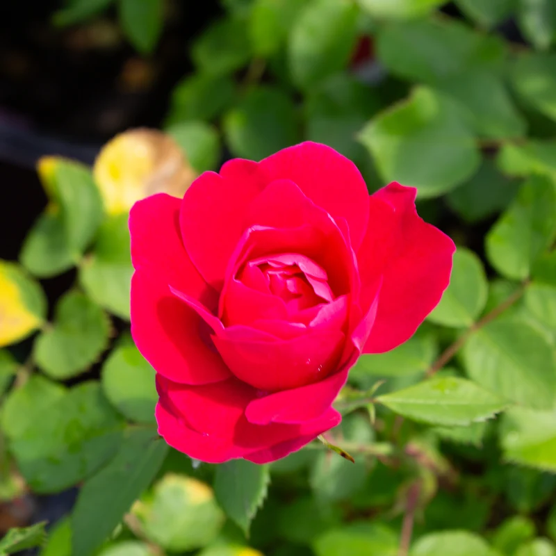 Rosier rustique 'George Vancouver'