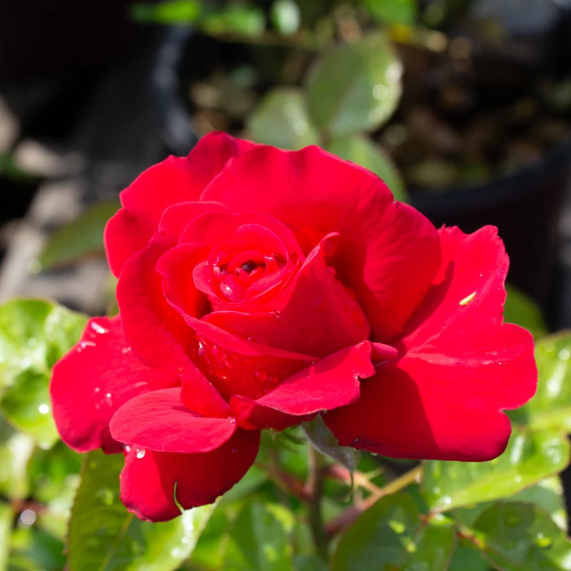 Rosier floribunda 'In Love Again'