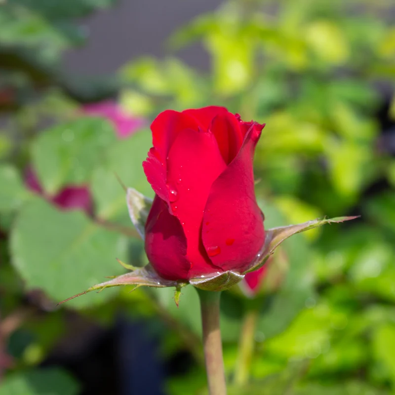 Rosier floribunda 'In Love Again'