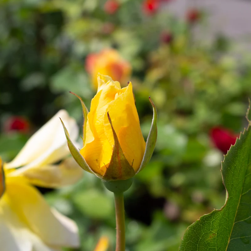 Rosier floribunda 'Quest for Zest'